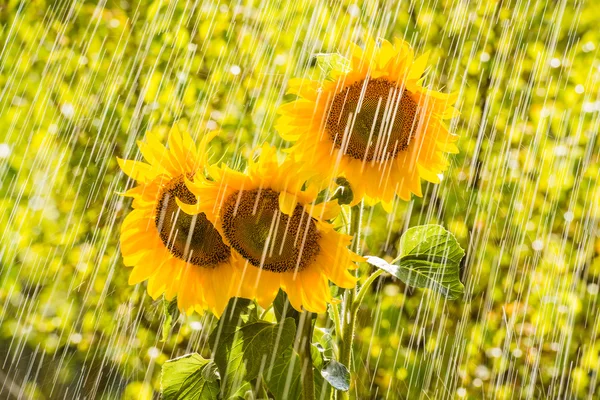 Chuva de verão e girassóis — Fotografia de Stock