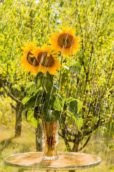 Summer rain and sunflowers — Stock Photo, Image