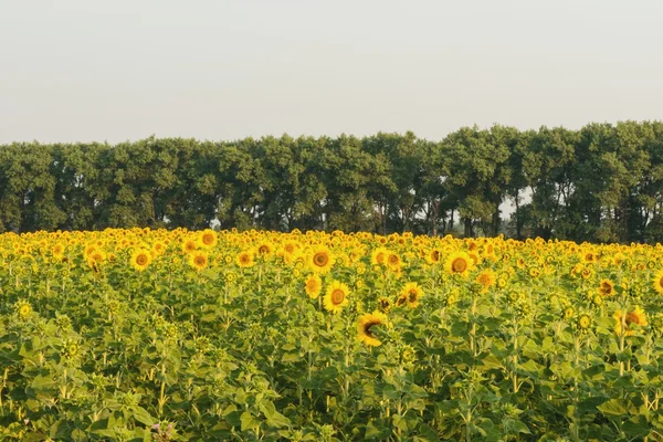 Campo de girassóis — Fotografia de Stock