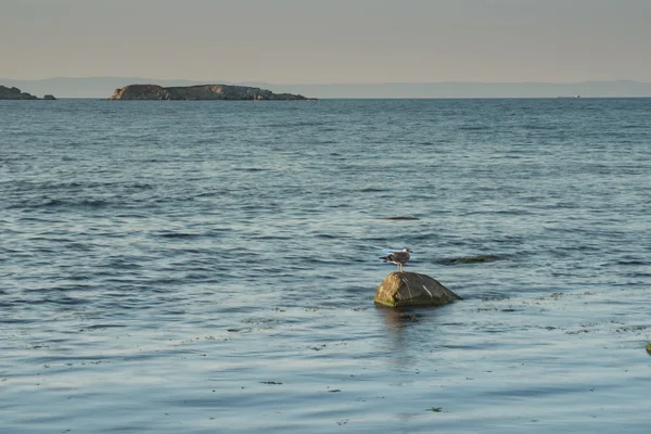 Detail van de zeekust. — Stockfoto