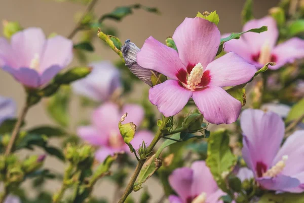 Tree mallow. — Stock Photo, Image