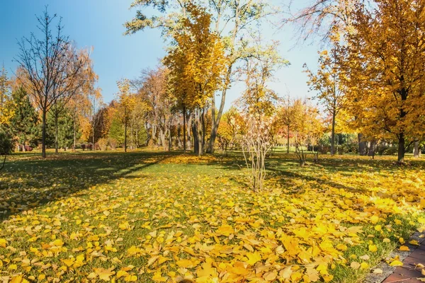 Podzimní krajina v parku. — Stock fotografie
