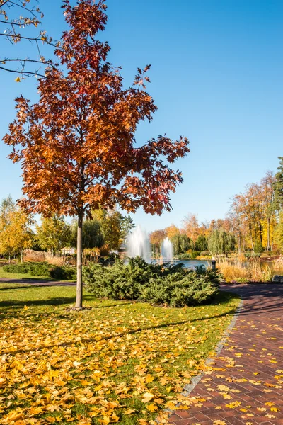 Paesaggio autunnale nel parco . — Foto Stock