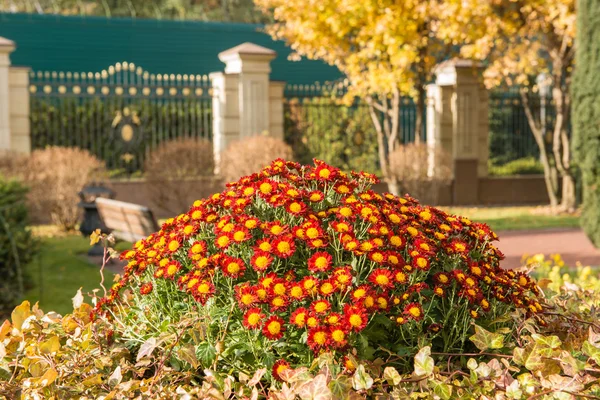 Herbstkulisse im Park. — Stockfoto