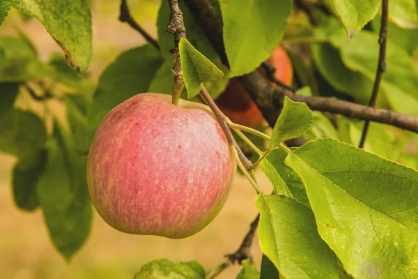 Az alma a fán. — Stock Fotó