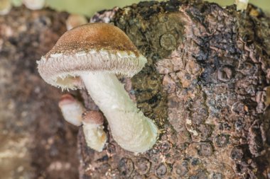 Shiitake mantar bir çiftlikte.