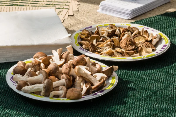 Shiitake mushrooms on a farm.