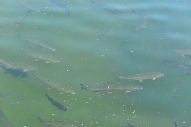 Alabalık göle bahar.