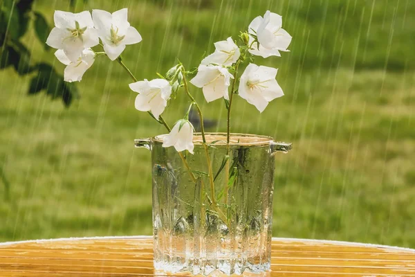 Summer rain and white bells. — Stock Photo, Image