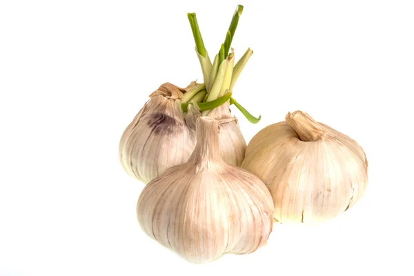 Knoblauchköpfe auf weißem Hintergrund. — Stockfoto