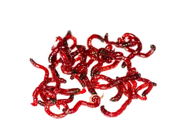 Sivrisinek larva - balık için yem.