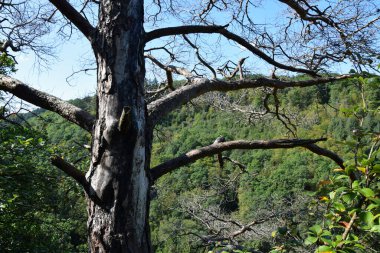 Enteresan Ağaç - Geierlay - Batı Almanya 'da Askı Köprüsü