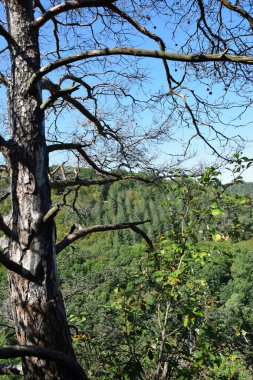 Enteresan Ağaç - Geierlay - Batı Almanya 'da Askı Köprüsü