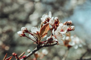 Bahar çiçeği arka planı. Güneşli bir günde çiçek açan ağaçla güzel bir doğa sahnesi. Bahar çiçekleri. Bahar mevsiminde güzel bir meyve bahçesi. Soyut arkaplan