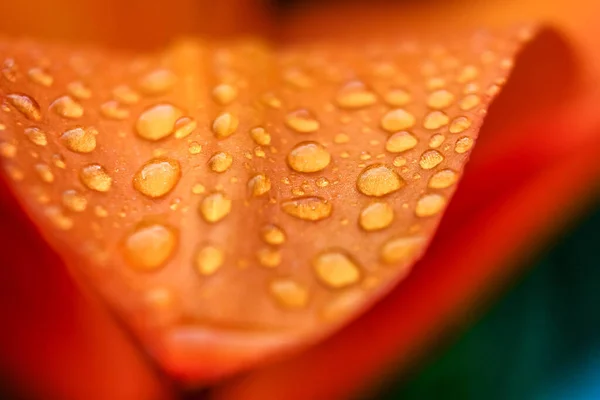 Close Blooming Orange Lilies Water Drops — Stock Photo, Image