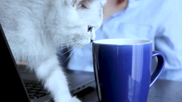 这个人说 这只胖猫从坐在电脑前的女人旁边的桌子上的杯子里喝水 — 图库视频影像
