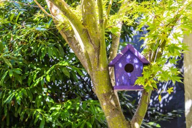 Bahar ormanı arka planında ağaçtaki kırmızı kuş evi.