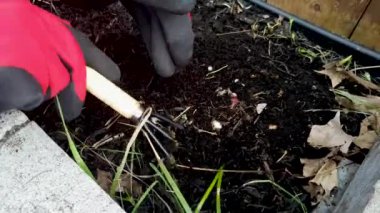 Gatineau, Quebec Kanada - 2 Haziran. 2020: Bahçe otları yakından görünüyor. İnşaat eldiveni takan kadın çapa kullanarak yabani otları temizliyor. Bahçe konsepti.