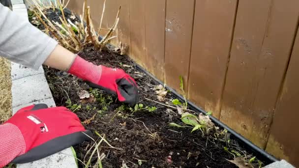 Gatineau Québec Canada Juin 2020 Nettoyage Des Mauvaises Herbes Jardin — Video