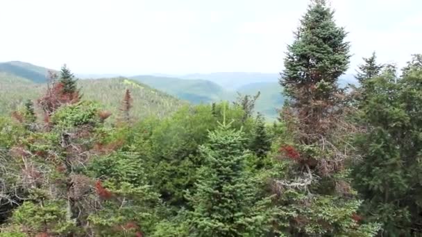 Footage of high mountains and pine forest trees captured near mountain village. Beautiful nature scene. — Stock Video