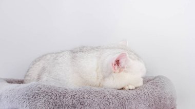 White cat appears unwell, curled up on a plush gray blanket, embodying a sense of vulnerability and the importance of nurturing in a warm setting