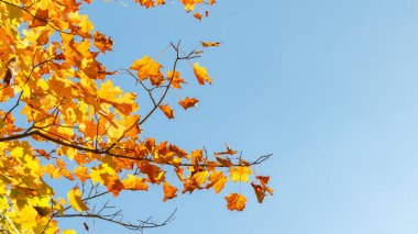 Parlak turuncu ve sarı sonbahar yaprakları, sonbahar mevsiminde doğanın güzelliğini gösteren açık mavi gökyüzüne hafifçe sallanırlar.