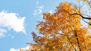 Bir ağacın parlak turuncu yaprakları, berrak mavi gökyüzü ile güzel bir tezat oluşturuyor, sonbaharın özünü ve doğanın canlı renklerini vurguluyor.