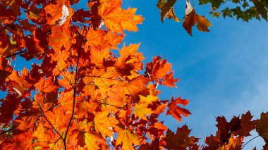 Renkli sonbahar yaprakları parlak turuncu ve kırmızı tonlarını parlak mavi gökyüzüne karşı göstererek mevsimsel dönüşümün ve doğanın güzelliğinin özünü yakalar.