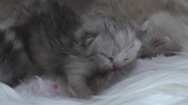 Anne kedi yeni doğmuş yavrularını emziriyor, yakın plan. Evcil hayvan hayatı.