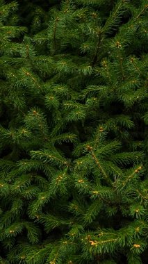 Yoğun yeşil çam dalları zengin doğal bir zemin oluşturur, açık havada huzurlu bir ortamda canlı yapraklar ve karmaşık dokular vurgular.