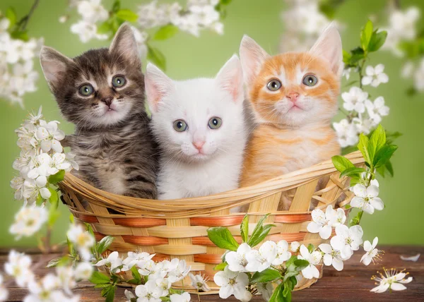 三个多彩色的小猫正坐在被鲜花包围了一篮子 — 图库照片