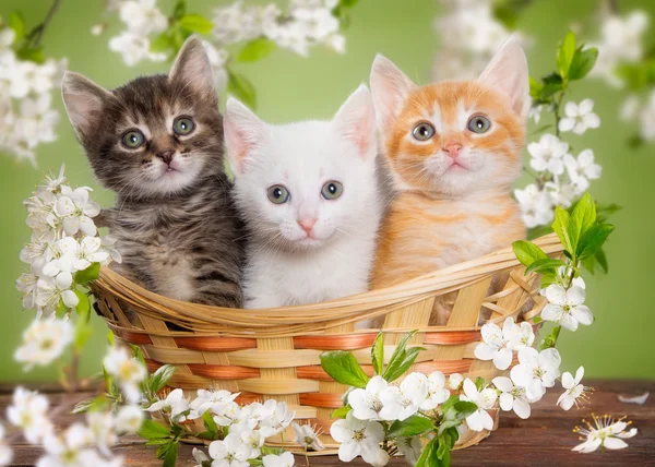 Three multi-colored kitten sitting in a basket surrounded by flowers