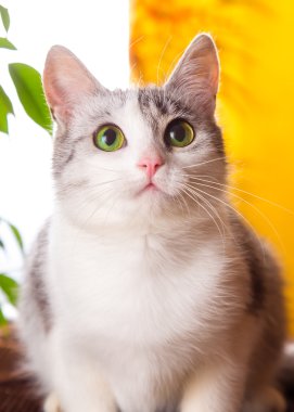 Cat gray with white color is at home on a yellow background clipart