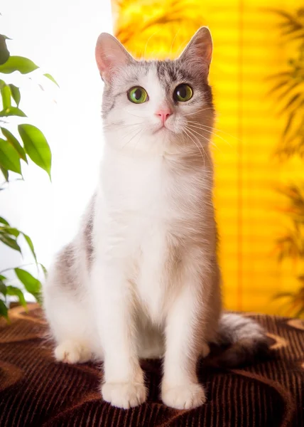 Kočka šedá s bílou barvou je doma na žlutém podkladu — Stock fotografie