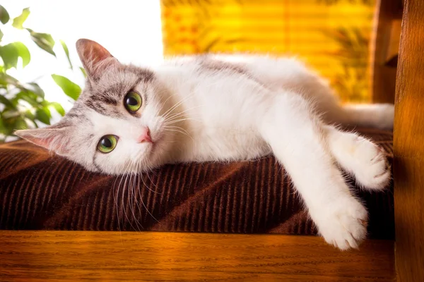 Kedi gri beyaz renk ile evde sarı bir arka plan üzerinde mi