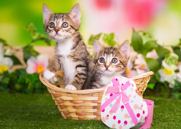 Twee kleine gestreepte kitten zitten in een mandje op het gras — Stockfoto