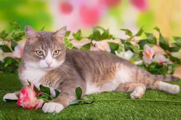 Fluffy kedi parkta çim üzerinde yalan