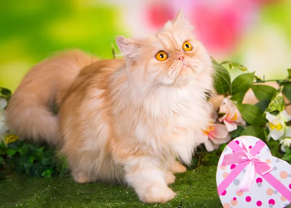 Kırmızı Farsça kedi parkta çimenlerin üzerinde yürüyüş