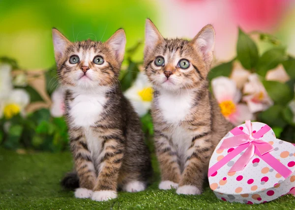 Zwei kleine gestreifte Kätzchen sitzen auf dem Gras — Stockfoto