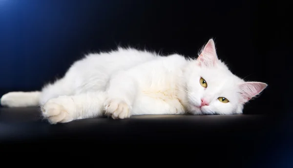 Beyaz kedi siyah bir arka plan üzerinde yalan