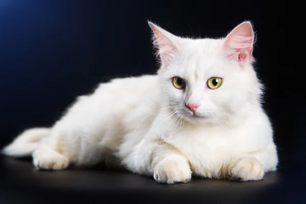 Beyaz kedi siyah bir arka plan üzerinde yalan