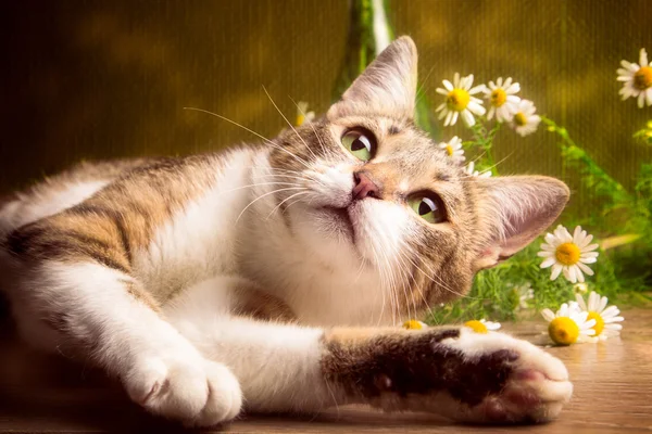 Pruhované kočky nesou sedmikrásky na hnědé pozadí — Stock fotografie