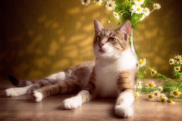 Gestreepte kat ligt bij margrieten op een bruine achtergrond — Stockfoto