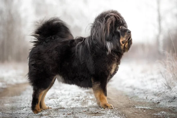 Black Tibetan Mastiff Zimě — Stock fotografie