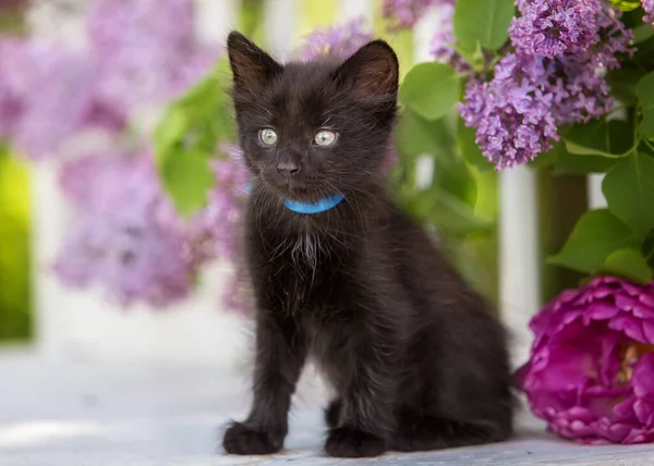 Küçük siyah bir kedi yavrusu yazın çiçeklerin içinde oturur.