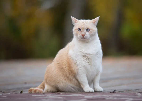 Şişko mavi gözlü bir kedi doğada oturuyor.