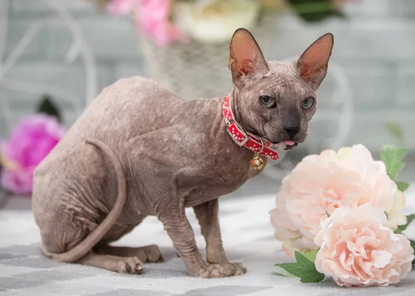 Don Sphinx 'in kel kedisi stüdyoda.