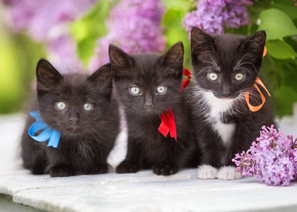 Yazın üç küçük siyah kedi yavrusu çiçeklerin içinde oturuyor.