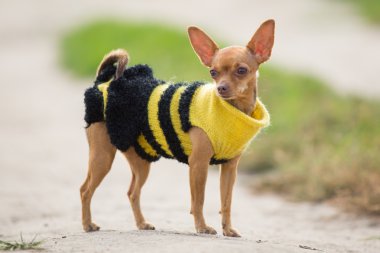 Küçük köpek kıyafetleri içinde yeşil alan arka plan üzerinde duruyor