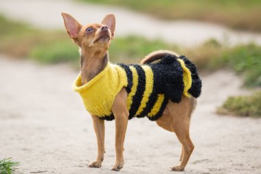 Küçük köpek kıyafetleri içinde yeşil alan arka plan üzerinde duruyor
